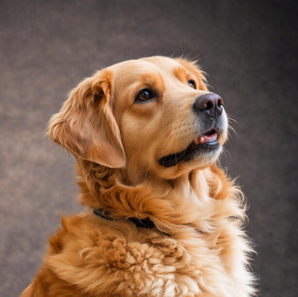 Golden Retriever nach der Fellpflege Hundepflege für Golden Retriever in Dortmund