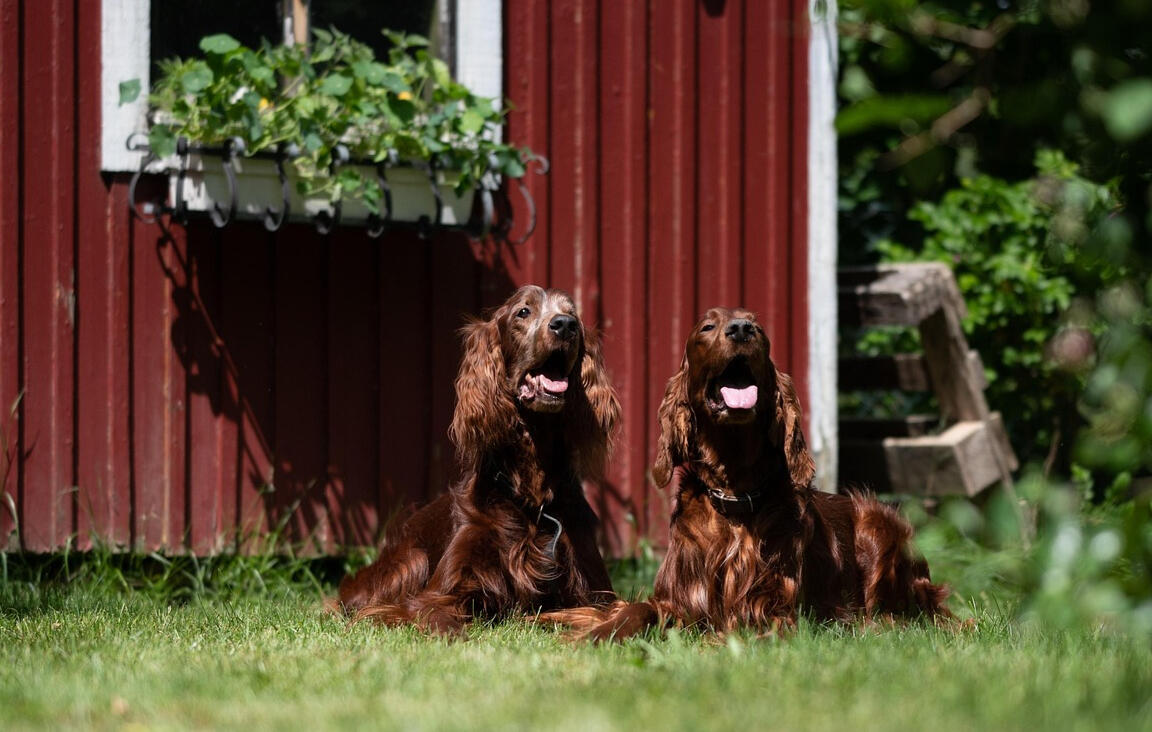 Zwei Cocker Spaniels nach der Fellpflege Fellpflege für Cocker Spaniels durch Fellprinz