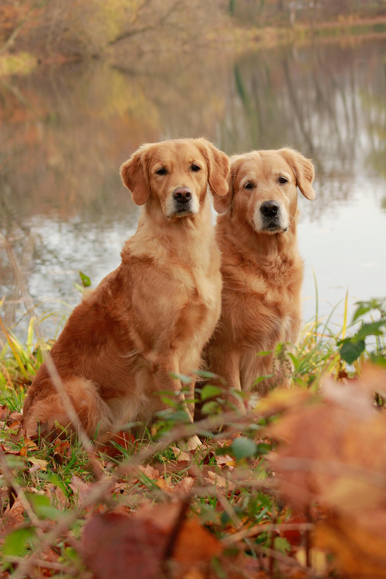 Zwei Golden Retriever nach der Fellpflege Zwei Golden Retriever nach der Fellpflege bei Fellprinz
