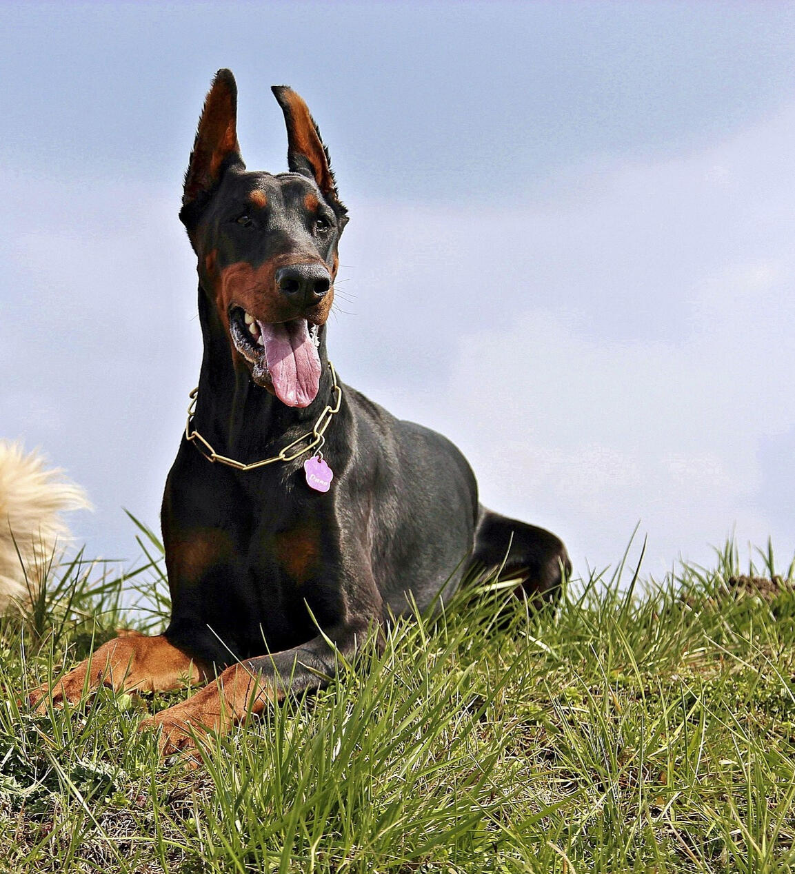 Dobermann nach der Fellpflege Gepflegter Dobermann nach der Hundepflege
